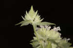 Whorled mountainmint